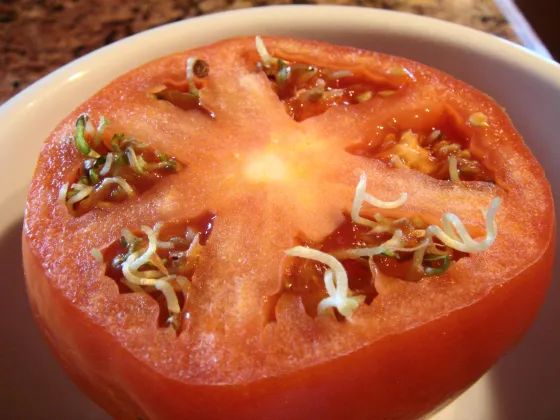 Seeds Sprouting Inside a Tomato | Extension News and Publications