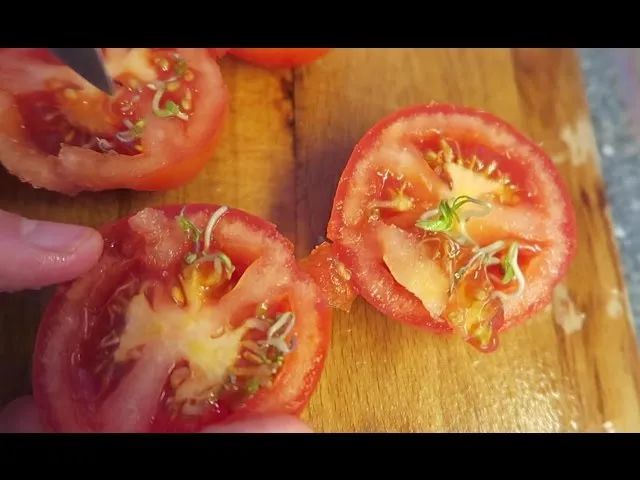 Tomato seeds sprouting inside the Tomato! Why? - YouTube