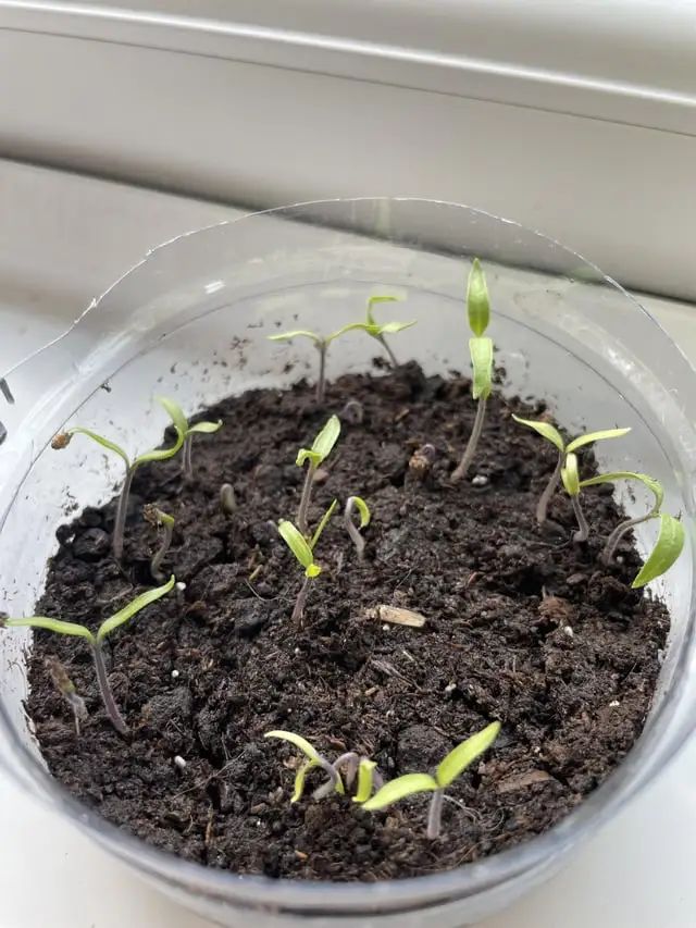 Purple tomato sprouts- normal? Or deficient in phosphorus? : r/gardening