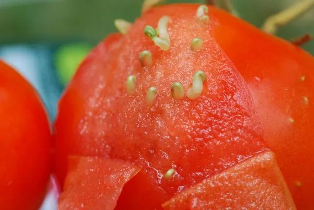 Seeds Sprouting Inside Tomato – Growing With Science Blog